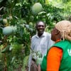 Province Olive, local Casec (community leader) talks to Mimose Jeune of Concern at his mango farm in the Centre department of Haiti. (Photo: Kieran McConville/Concern Worldwide)