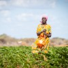 Mumina Mohamed on irrigated plot of maize next to her home in Subo village