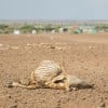 Dead livestock littering the landscape in Marsabit, Kenya, in 2022 when the region experienced the worst drought in 60 years.  