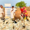 Vaccinating livestock in Dollow, Somalia as part of the Hanaano project.  Healthy livestock are important for maintaining the health of local communities. Photo: Abdinasir Hassan/Lifeline Gedo