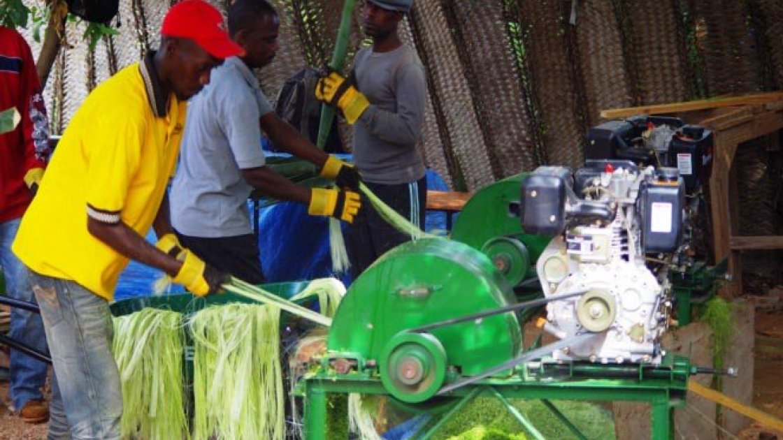Wonder plant revival: sisal production in Haiti