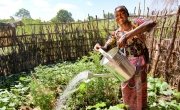 Marita Kafera waters her kitchen garden, Malawi. Photo: Jennifer Nolan / Concern Worldwide.