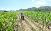 Conservation Agriculture at work in DPRK. Photo: Concern Worldwide.