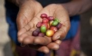 Violette Bukeyeneza with her coffee beans. Photo: Abbie Trayler-Smith / Concern Worldwide.
