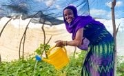 Sori waters her kitchen garden which she has managed to grow in the arid conditions of Marsabit in Kenya with the support of Concern.