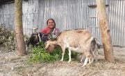 Mehrun is now able to protect her cattle and livestock from floods after her house was raised to a height above flood level.