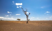 Tree in barren landscape