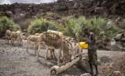 Man giving water to donkeys