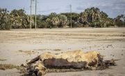 Camel carcass on ground
