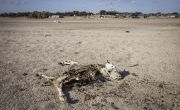 Dead cow carcass on desert ground