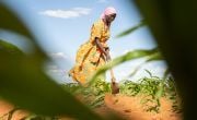 Mumina Mohamed on irrigated plot of maize next to her home in Subo village. Photo: Lisa Murray/Concern Worldwide