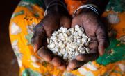 Mumina Mohamed holds out a handful of maize at her home in Subo village. Photo: Lisa Murray/Concern Worldwide