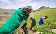 Ethiopian farmer Ali Assen Ali farming potatoes