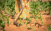 Kenyan woman using a gardening hoe
