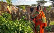 Kenyan woman stands in her kitchen garden
