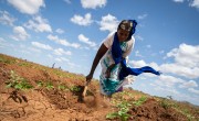 Woman in Kenya tending a plot of mung beans in home garden