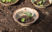 Cabbage seeds growing in bowls