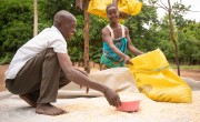 A Malawian couple work together to dry out maize