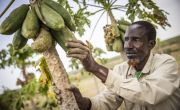 Farmer in Somalia shows off crops hanging from tree