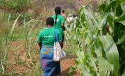Concern staff walk through maize fields in Malawi