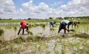 Farmers tending to waterlogged land in Somalia
