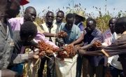 Farmers in South Sudan putting sorghum in bag