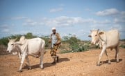 Arri Kote Kumbi walks with cattle down a dusty path in Matanya village, Tana River County in Eastern Kenya. Photo: Lisa Murray/Concern Worldwide