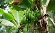 Bananas in Haiti. Photo: Concern Worldwide/Kieran McConville