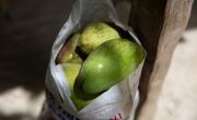 Harvested mangoes in Haiti. Photo: Kieran McConville/Concern Worldwide