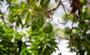 Avocado is a valuable cash crop in rural Haiti. In 2021 Haiti produced nearly 250,000 tons of avocado. Photo: Kieran McConville/Concern Worldwide