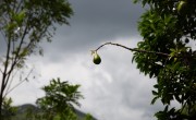 Avocado is a valuable cash crop in rural Haiti. In 2021 Haiti produced nearly 250,000 tons of avocado. Photo: Kieran McConville/Concern Worldwide