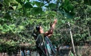 Anita Rani is working in her vegetable garden in Shoronkhola. She received vegetable seeds, ducks, and training under the Collective Responsibility, Action, and Accountability for Improved Nutrition (CRAAIN) project.