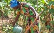 Beatha Uwitonze (33) is a mother of three and president of two farmer field associations in Muganza, Gisagara. (Photo: Eugene Ikua/Concern Worldwide)