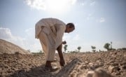 Maula Dinno is a farmer in Sindh. He sows cotton seeds on the farm land. He attended trainings at a farming school facilitated by Concern Worldwide and also received the cotton seeds to help him overcome the losses he faced during the floods in 2022. (Photo: Khaula Jamil/DEC/Concern Worldwide)