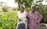 Josephine Kazembe (63) and her husband Andalasani in their maize field in Magaleta village in Neno district. They benefitted greatly from support and training from Concern (Photo: Chris Gagnon/Concern Worldwide)