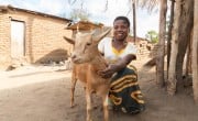 Josephine Kazembe's granddaughter Maria (12) with a goat purchased with money from Concern in Magaleta village in Neno district. (Photo: Chris Gagnon/Concern Worldwide)