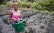 Assanatu Konteh at her farm plot on a rehabilitated swamp near her home in Magborkorr, Sierra Leone. Assanatu is also Secretary of the local VSLA. (Photo: Kieran McConville/Concern Worldwide)