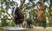 Hazera, her young child and the goat they received from Concern