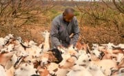 Concern staff vaccinating goats in Kenya