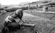 A Concern-led agriculture project in Ethiopia, 1989. (Photo: Concern Worldwide)