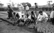 A Concern-led agriculture project in Ethiopia, 1989. (Photo: Concern Worldwide)