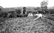 A Concern-led agriculture project in Ethiopia, 1989. (Photo: Concern Worldwide)