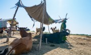 A cow taking shelter in the shade from the scorching heat in Mirpur Khas district of Sindh, Pakistan. Photo: Ingenious Captures/Concern Worldwide