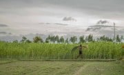 A jute farmer carries a bundle of harvested crops for retting, a process where mature jute plants are tied together and submerged in slow-flowing water to separate the fiber from the stalks. Across the chars, vast green landscapes are dominated by jute fields, as the cultivation of this "golden crop" serves as a major economic driver for the region. Photo: Saikat Mojumder/Concern Worldwide