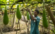 Din Islam in his vegetable garden