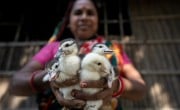 Shuchitra Ray from Tildanga, Dacope started rearing China ducks on her farm in the winter of 2022. Photo: Mumit M/Concern Worldwide