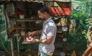 Mohammad Shohag (31) and his wife Ayesha (24) collect eggs and fresh produce. After meeting their family's needs, they sell the vegetables, eggs, and chickens to neighbours and at the City Colony Bazar in Mirpur, Dhaka. Photo: Mumit M/Concern Worldwide