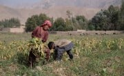 A young boy helps his mother on their farm in Afghanistan. 