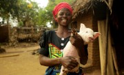 Sekechina Jameson (29), with her pig, that she's named Jedu. Sekechina grows soya beans, ground nuts, maize, and tobacco. With business training from Concern, Sekechina and her husband Jordan have been able to take out a small loans from the Village Savings and Loans group as part of Food Systems for Food Security. Photo: Jon Hozier-Byrne/Concern Worldwide