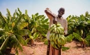 Hussein Abdulahi Hussein (60) is a farmer and a father of 12 in the Somali Region of Ethiopia. He leads a group of 45 farmers supported by the Irish Aid-funded Hanaano Programme. Photo: Adnan Ahmed/Concern Worldwide